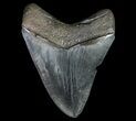 Serrated, Fossil Megalodon Tooth - Georgia #66087-2